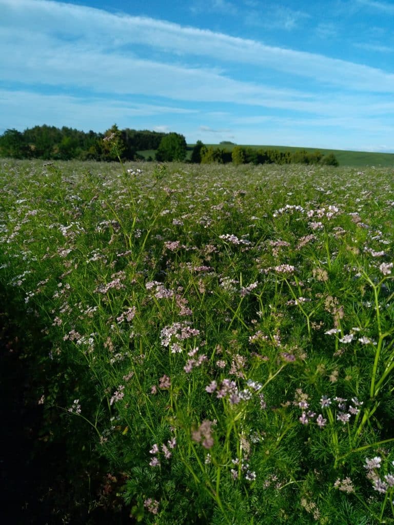 coriandre en fleurs