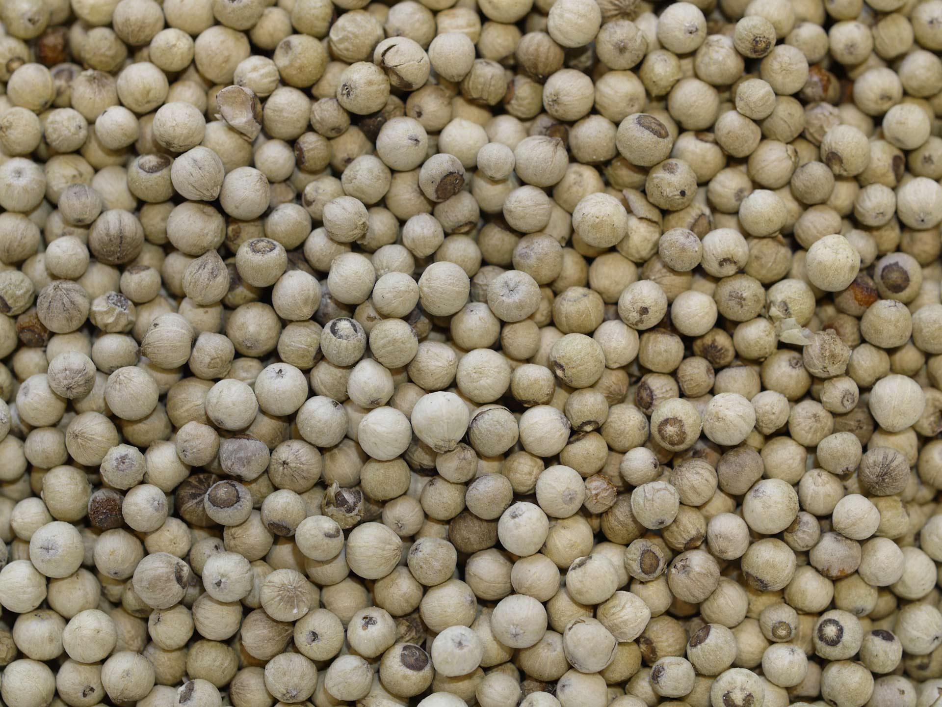 Poivre de Penja blanc IGP (Piper nigrum) 100g – STAFF SAS