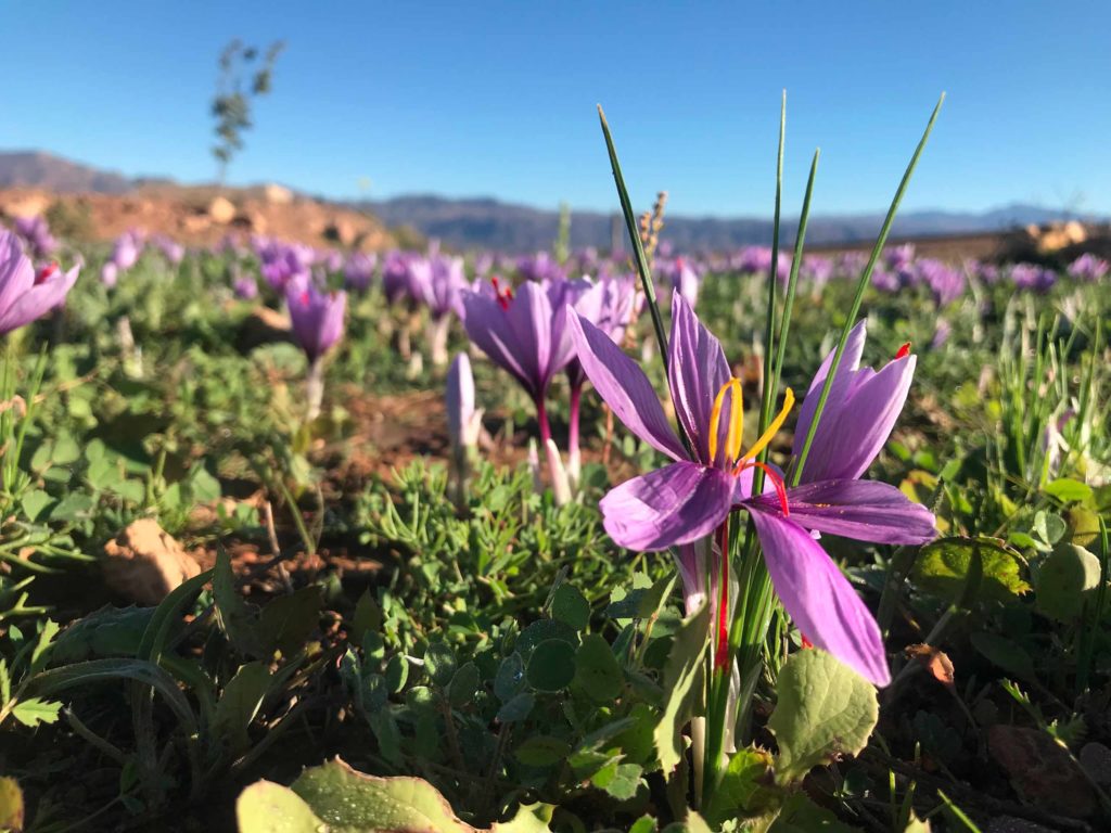 taliouine organic saffron morocco