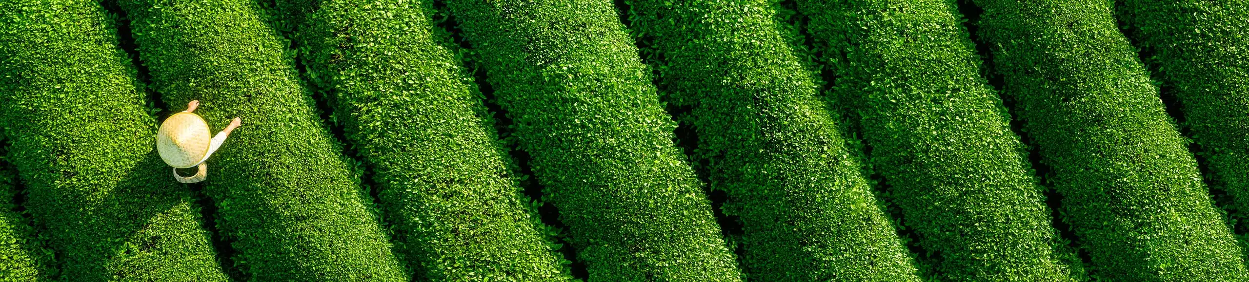 Banner_the-jardin-vague ► Place des Epices