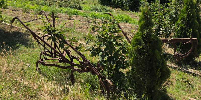 Old rusty farming plows abandoned in a grassy, sunlit field with overgrown weeds nearby.