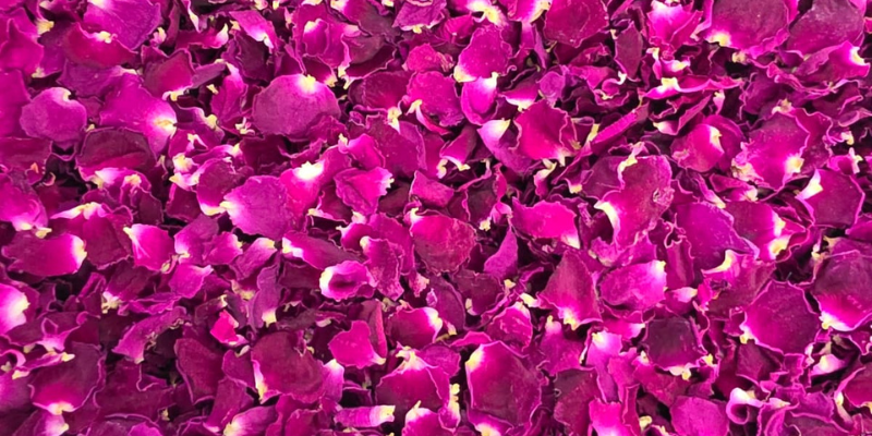 3 ► Place des Epices Pile of vibrant magenta flower petals densely scattered across the surface